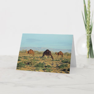 Camels, Tunisia Card