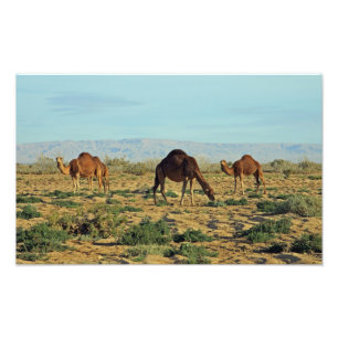 Camels, Tunisia Photo Print