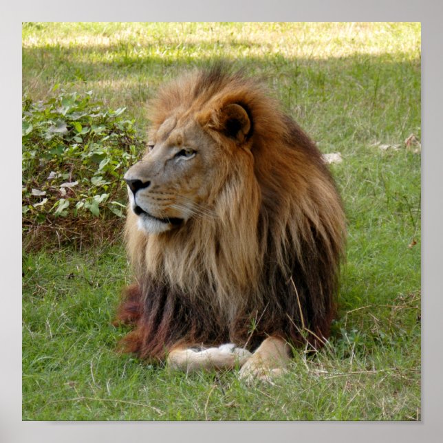 Cameron 3 11x11 poster (Front)