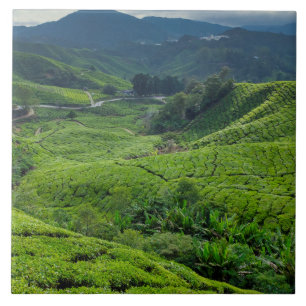 Cameron Highlands Tea Plantation Ceramic Tile