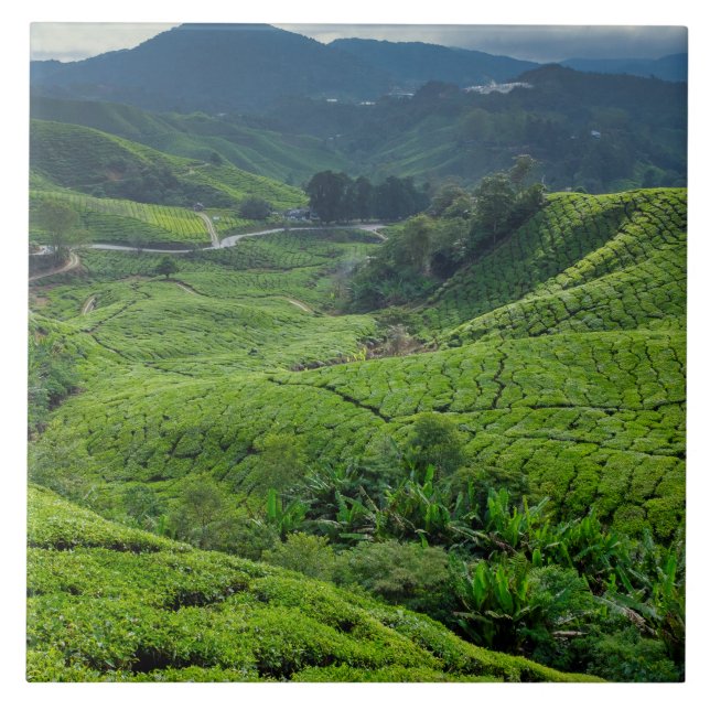 Cameron Highlands Tea Plantation Ceramic Tile (Front)