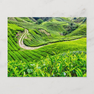 Cameron Highlands Tea Plantation Holiday Postcard