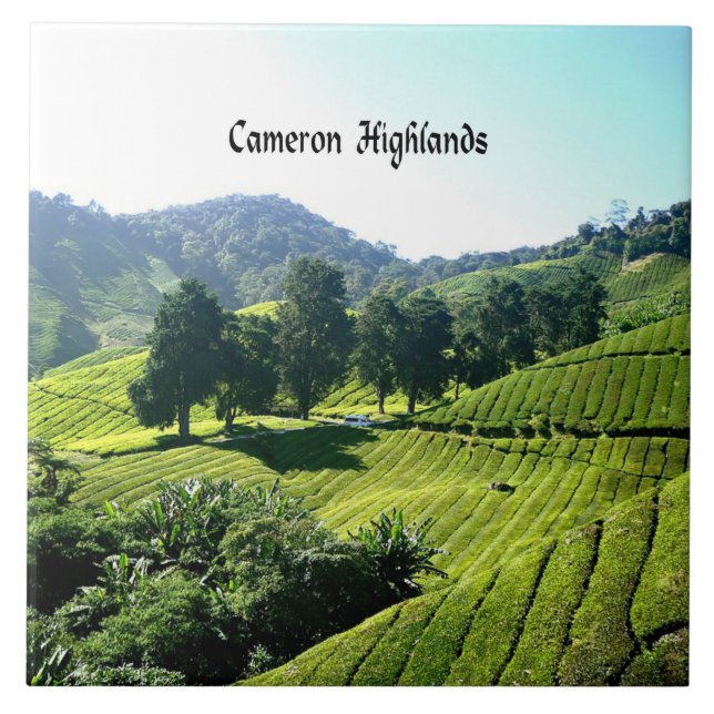Cameron Highlands, Tea Plantation, Malaysia Ceramic Tile (Front)