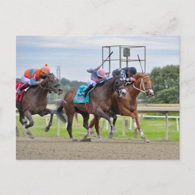 Camgo (9), Irish Roar(3) Absentee (1) Postcard (Front)