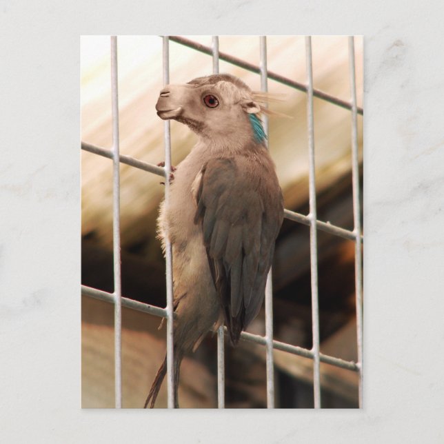 Camkeet postcard (Front)