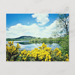 Camlough Lough, County Down, Ireland  flowers Postcard