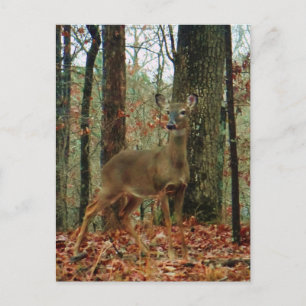 Camo,Camouflage Deer Postcard