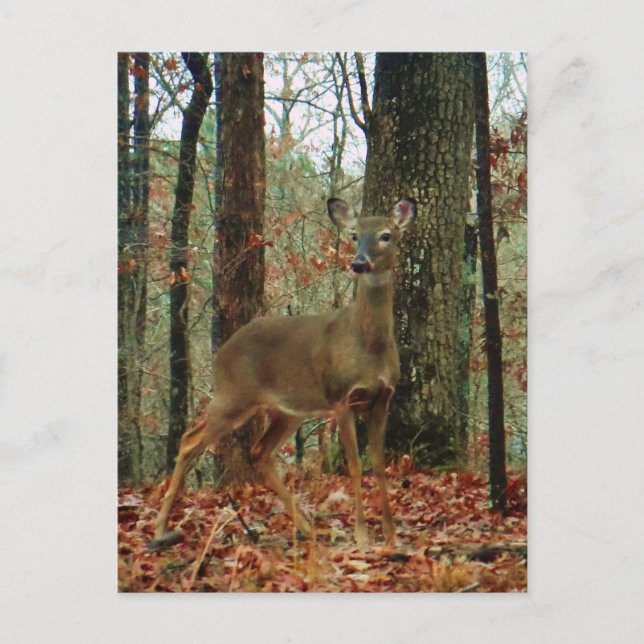 Camo,Camouflage Deer Postcard (Front)