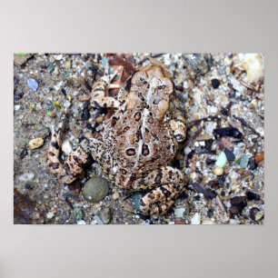 Camoflouge Toad Poster