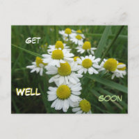 Camomile Flowers Close Up Get Well Soon Postcard