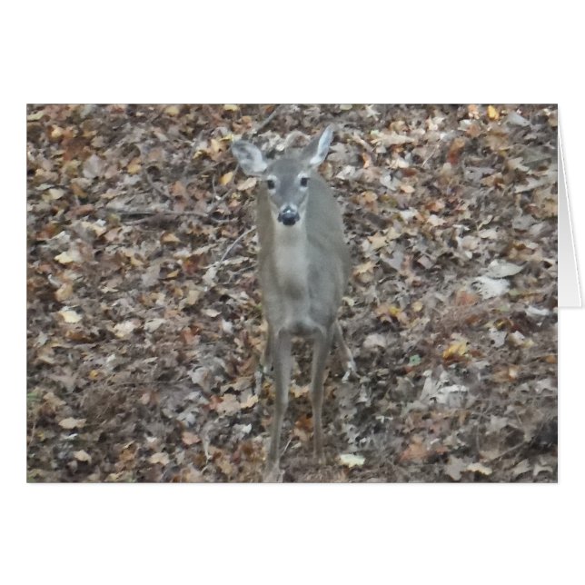 Camouflage Deer in fall leaves (Front Horizontal)