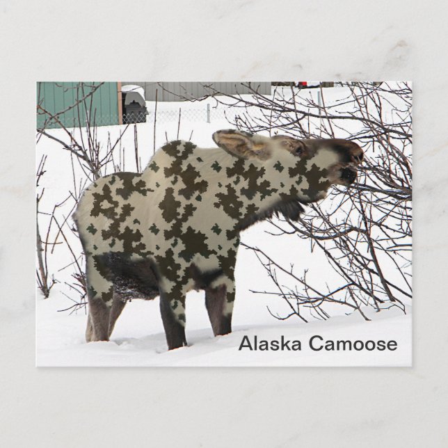 Camouflage Moose (Camoose) Postcard (Front)
