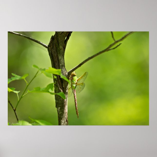 Camouflaged Common Green Darner Dragonfly Poster (Front)