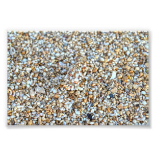 Camouflaged Ghost Crab on a Kauai Beach, Hawaii Photo Print