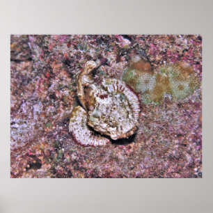 Camouflaged Scorpionfish Poster