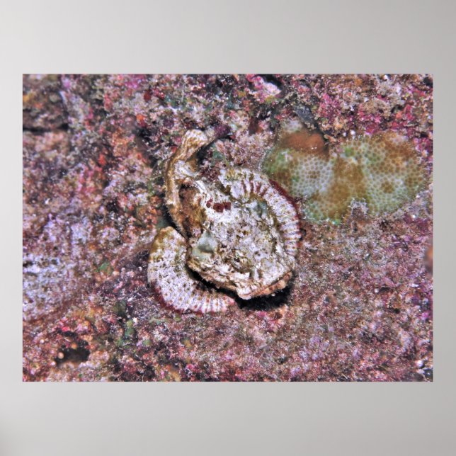 Camouflaged Scorpionfish Poster (Front)