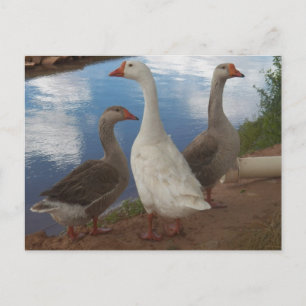 Camp Verde Geese Postcard