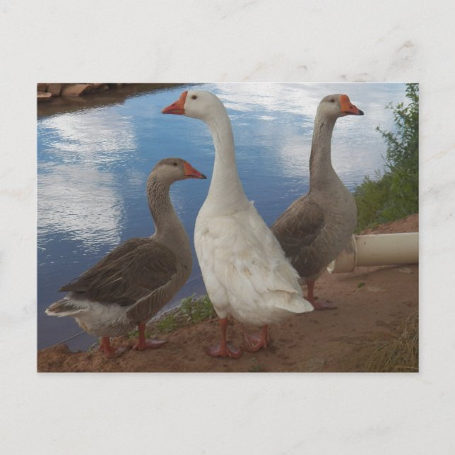 Camp Verde Geese Postcard (Front)
