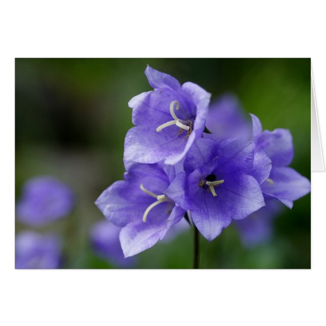 Campanula (Front Horizontal)