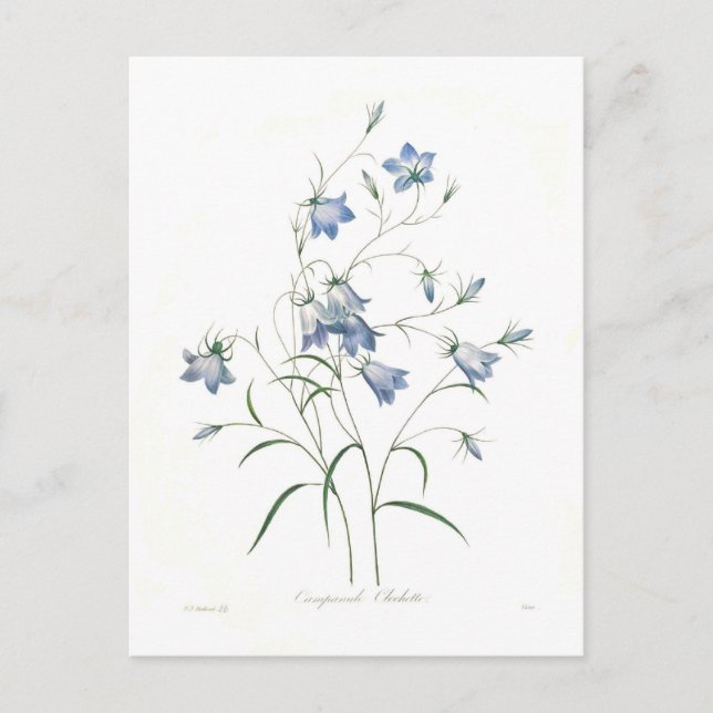 Campanula clochette postcard (Front)