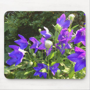 Campanula Cluster (Blue Balloon Flowers) --- Mouse Pad