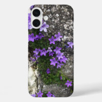 Campanula Flowers Growing on a Wall