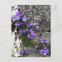 Campanula Flowers Growing on a Wall