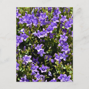 Campanula flowers postcard