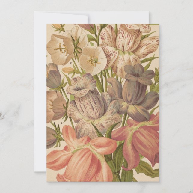 Campanula | George Nicholson (Front)