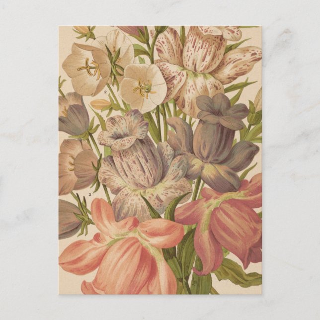 Campanula | George Nicholson Postcard (Front)