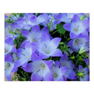 Campanula Purple White Bellflowers Photograph Poster