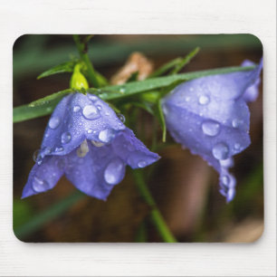 Campanula 'Sarastro' (Bellflower) Mouse Pad
