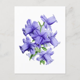 Campanula Vintage Botanical Postcard