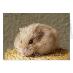 Campbells Dwarf Russian Hamster, Argente