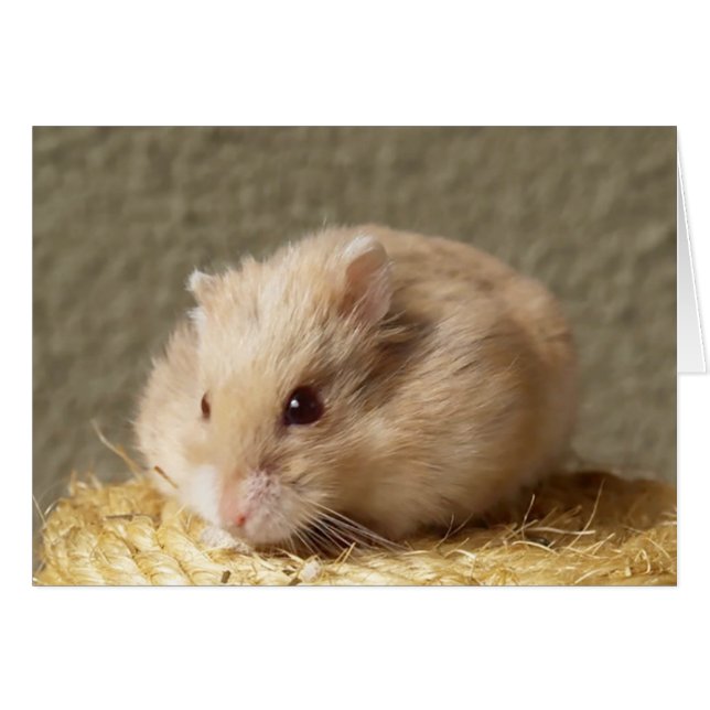 Campbells Dwarf Russian Hamster, Argente (Front Horizontal)