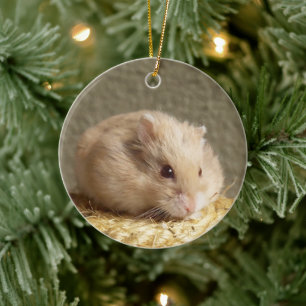 Campbells Dwarf Russian Hamster Ceramic Ornament