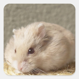 Campbells Dwarf Russian Hamster Square Sticker