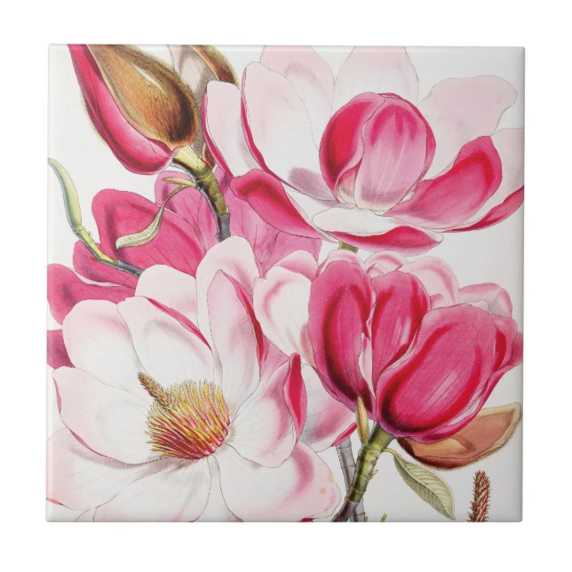 Campbell's Magnolia Ceramic Tile (Front)