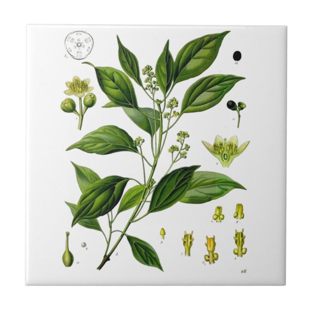 Camphor Tile (Front)