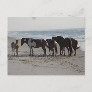 Camping on Assateague Island Postcard