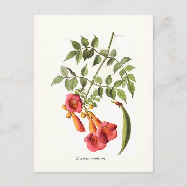 Campsis radicans,Trumpet Vine. Postcard (Front)