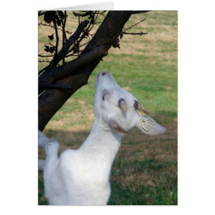 Can I Climb This Tree?