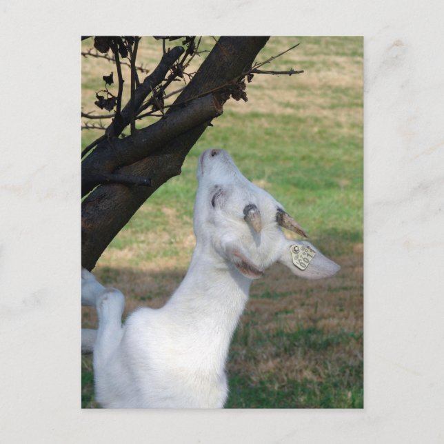 Can I Climb This Tree? Postcard (Front)