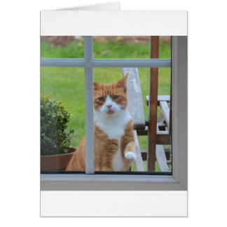 Can I Come In Pumpkin.