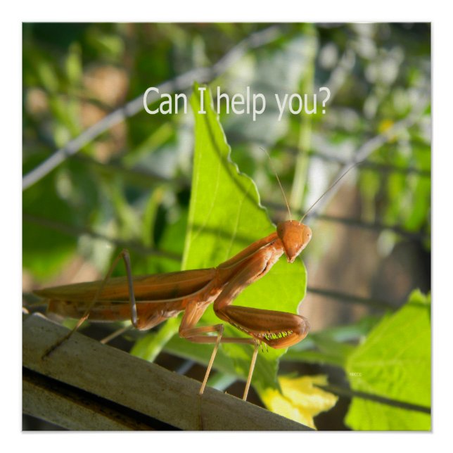 Can I help you?... Poster (Front)