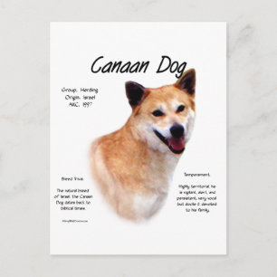 Canaan Dog History Design Postcard
