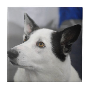 Canaan Dog Tile