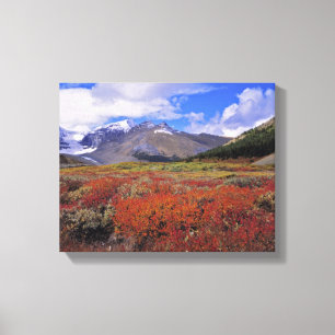 Canada, Alberta, Banff NP. Huckleberries bloom Canvas Print