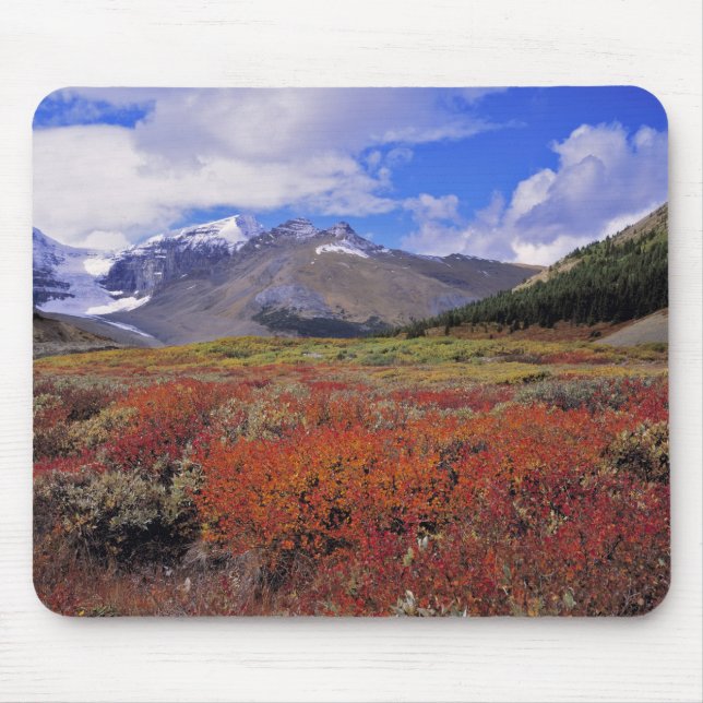 Canada, Alberta, Banff NP. Huckleberries bloom Mouse Pad (Front)