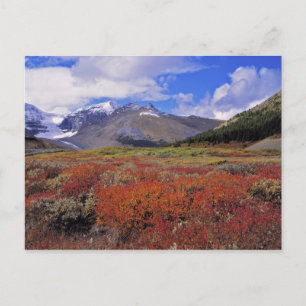 Canada, Alberta, Banff NP. Huckleberries bloom Postcard